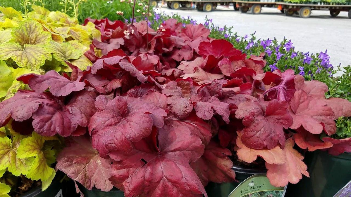 G1896 Heuchera 'fire Alarm' - View 12 from www redcrocus com
