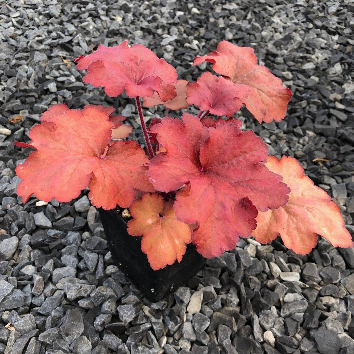 G1896 Heuchera 'fire Alarm' - View 13 from www redcrocus com