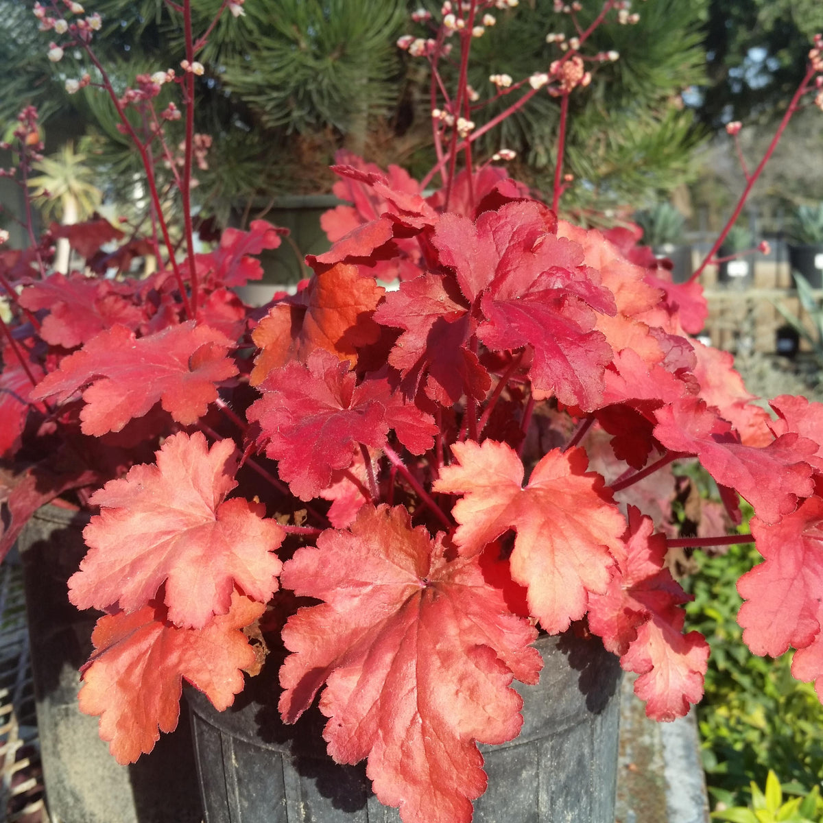G1896 Heuchera 'fire Alarm' - View 14 from www redcrocus com