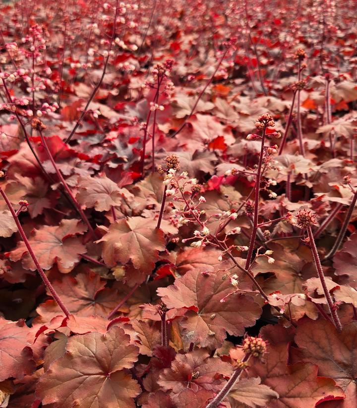 G1896 Heuchera 'fire Alarm' - View 15 from www redcrocus com