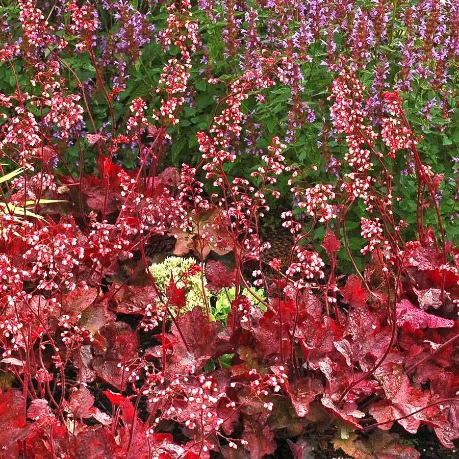 G1896 Heuchera 'fire Alarm' - View 16 from www redcrocus com