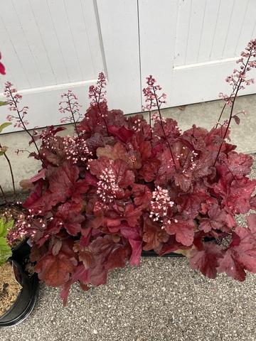 G1896 Heuchera 'fire Alarm' - View 17 from www redcrocus com