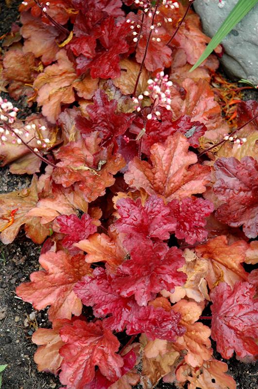 G1896 Heuchera 'fire Alarm' - View 18 from www redcrocus com