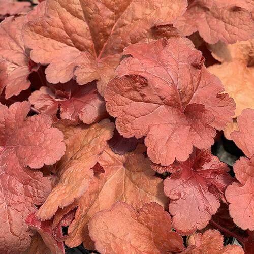G1896 Heuchera 'fire Alarm' - View 19 from www redcrocus com