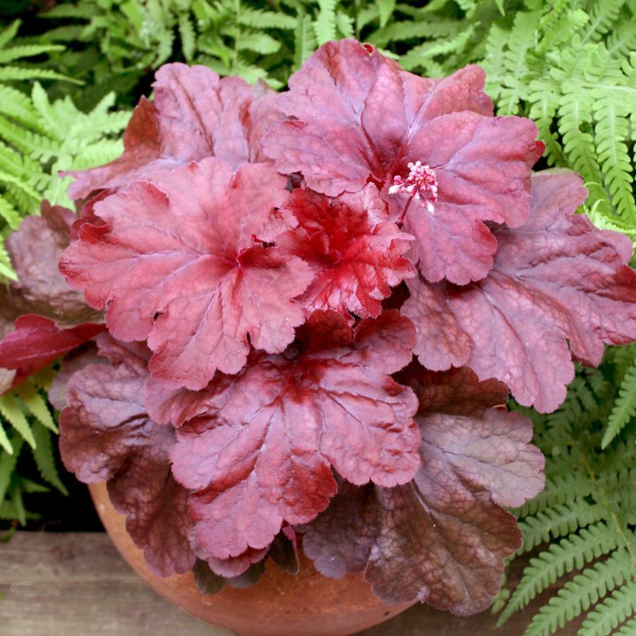 G1896 Heuchera 'fire Alarm' - View 20 from www redcrocus com