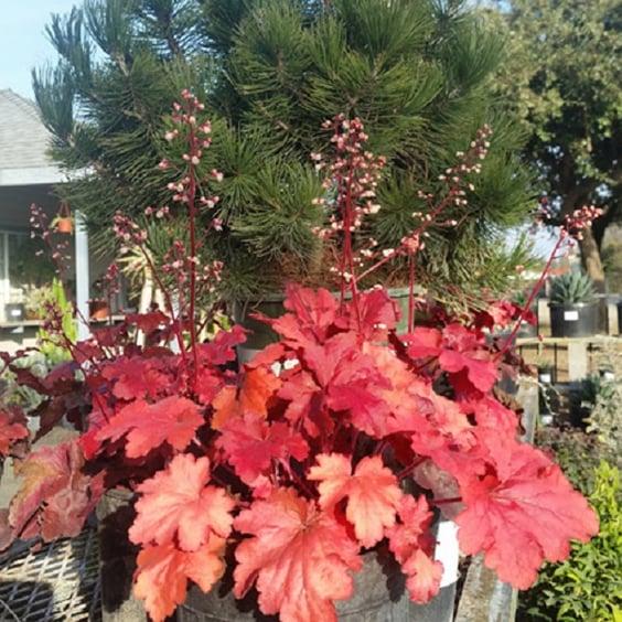 G1896 Heuchera 'fire Alarm' - View 22 from www redcrocus com
