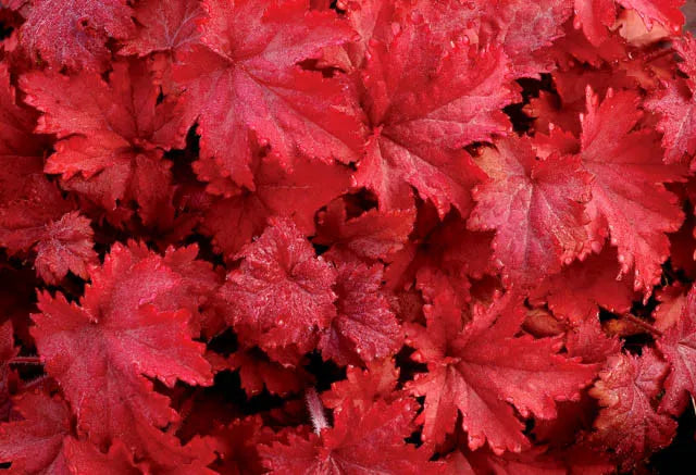 G1896 Heuchera 'fire Alarm' - View 23 from www redcrocus com