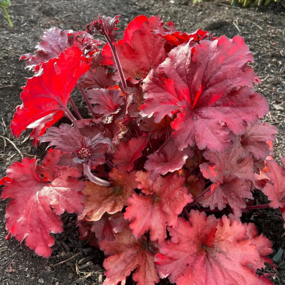 G1896 Heuchera 'fire Alarm' - View 26 from www redcrocus com