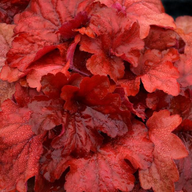 G1896 Heuchera 'fire Alarm' - View 27 from www redcrocus com