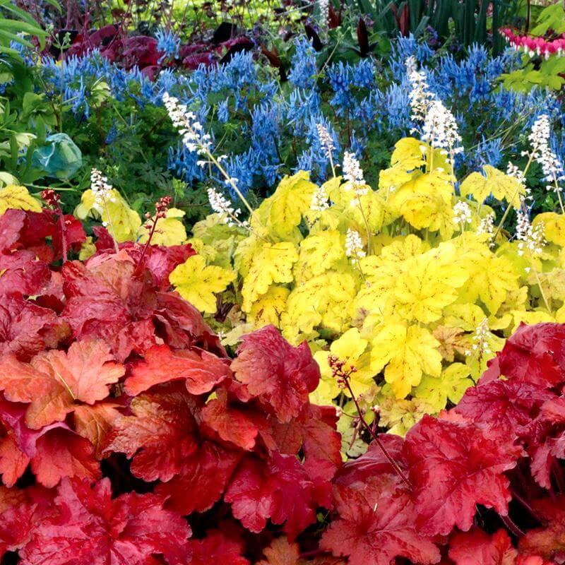 G1896 Heuchera 'fire Alarm' - View 28 from www redcrocus com
