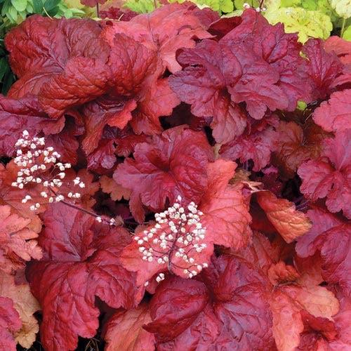 G1896 Heuchera 'fire Alarm' - View 29 from www redcrocus com