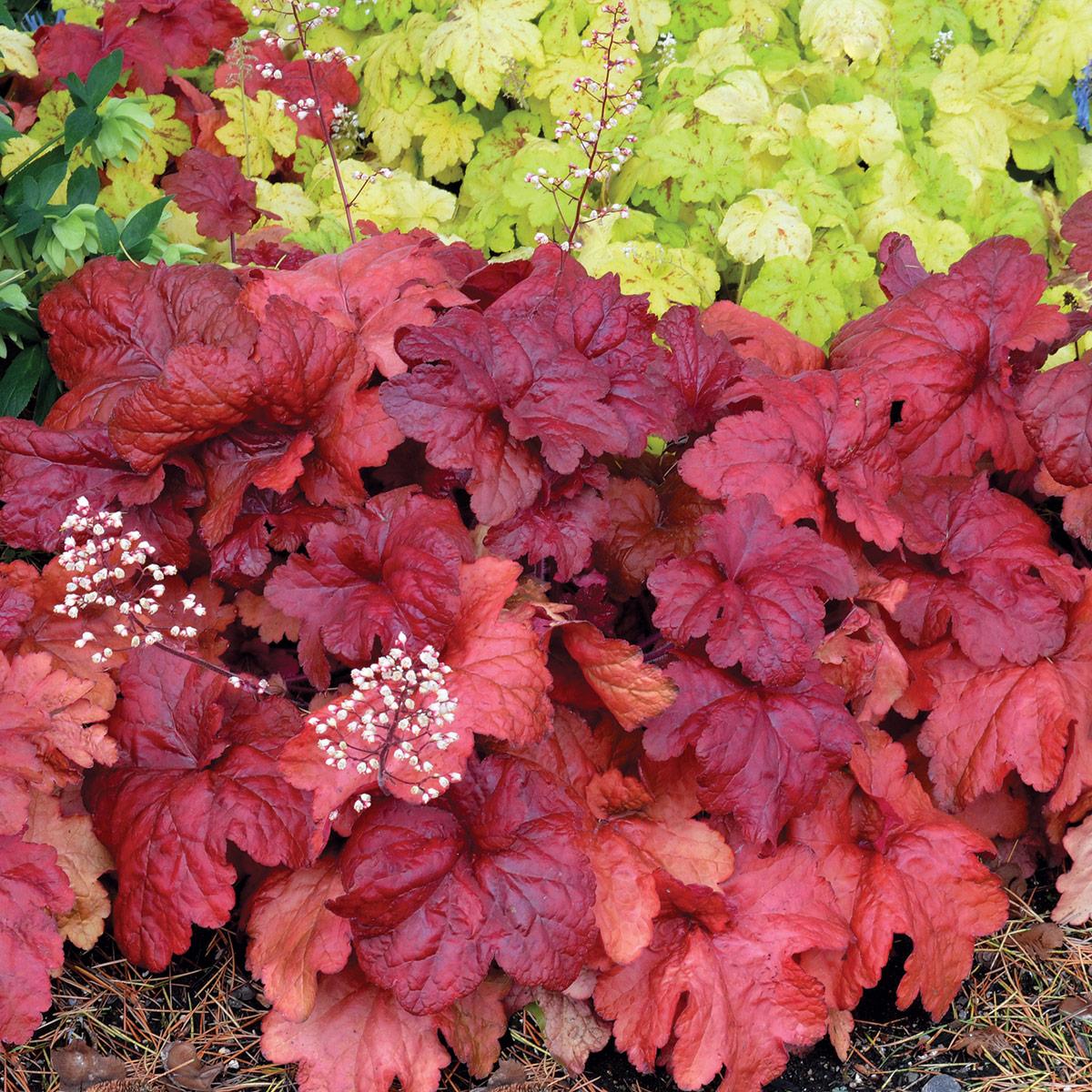 G1896 Heuchera 'fire Alarm' - View 2 from www redcrocus com