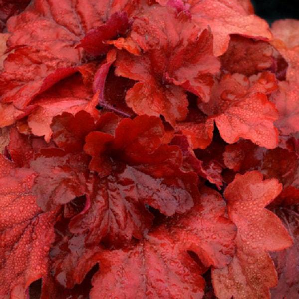 G1896 Heuchera 'fire Alarm' - View 31 from www redcrocus com