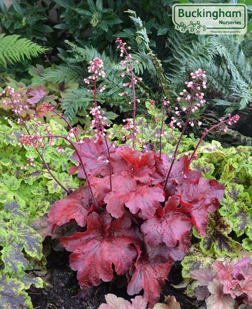 G1896 Heuchera 'fire Alarm' - View 32 from www redcrocus com