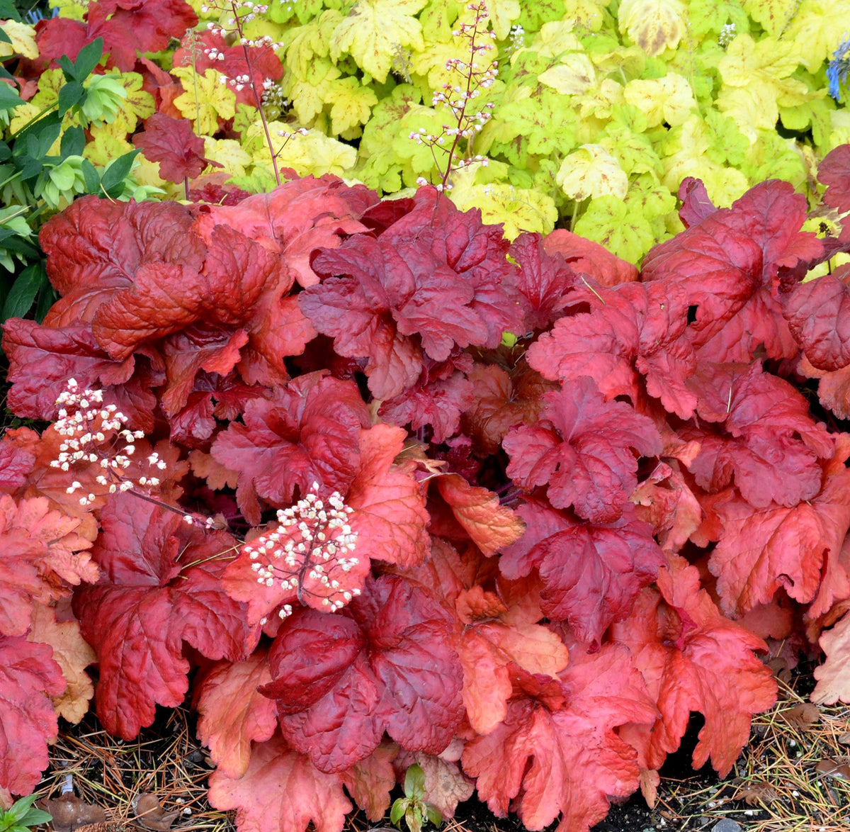 G1896 Heuchera 'fire Alarm' - View 33 from www redcrocus com
