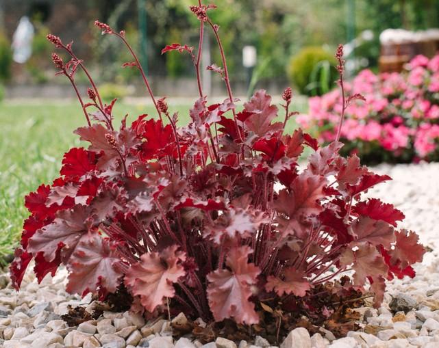 G1896 Heuchera 'fire Alarm' - View 34 from www redcrocus com