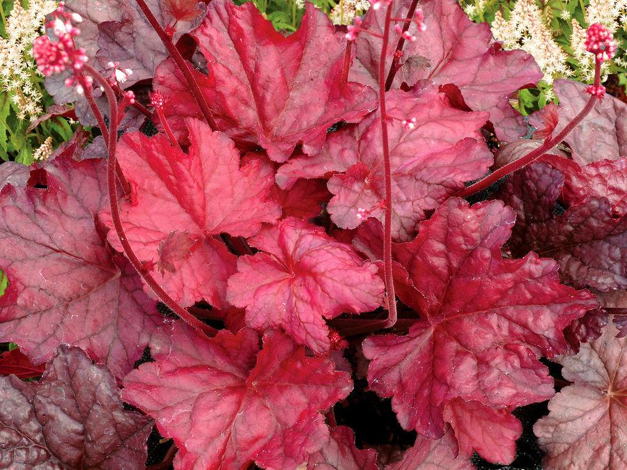 G1896 Heuchera 'fire Alarm' - View 35 from www redcrocus com
