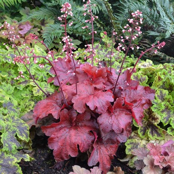 G1896 Heuchera 'fire Alarm' - View 36 from www redcrocus com