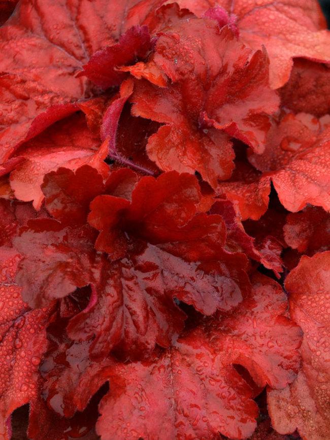 G1896 Heuchera 'fire Alarm' - View 3 from www redcrocus com