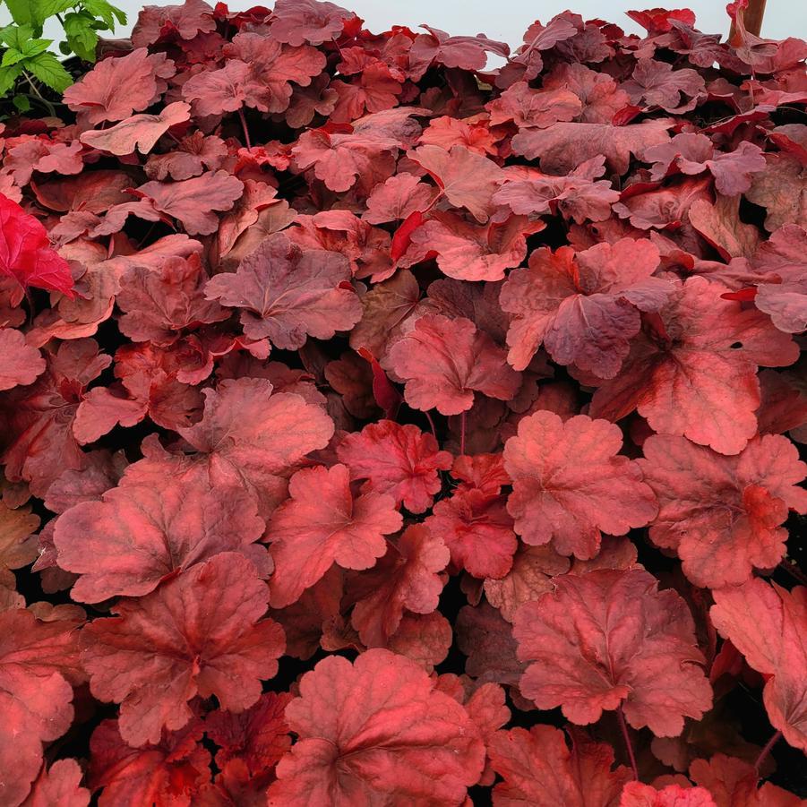 G1896 Heuchera 'fire Alarm' - View 4 from www redcrocus com