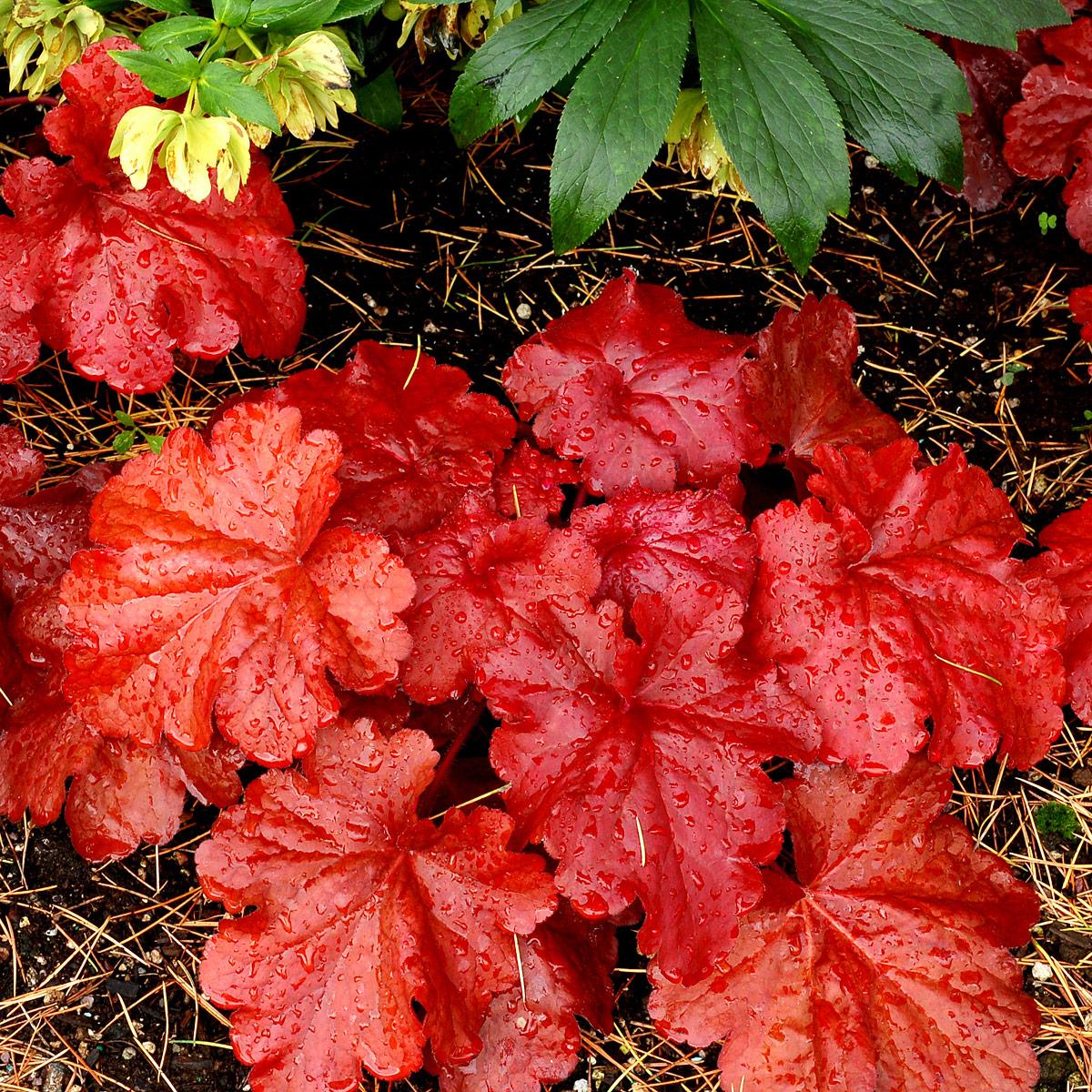 G1896 Heuchera 'fire Alarm' - View 5 from www redcrocus com