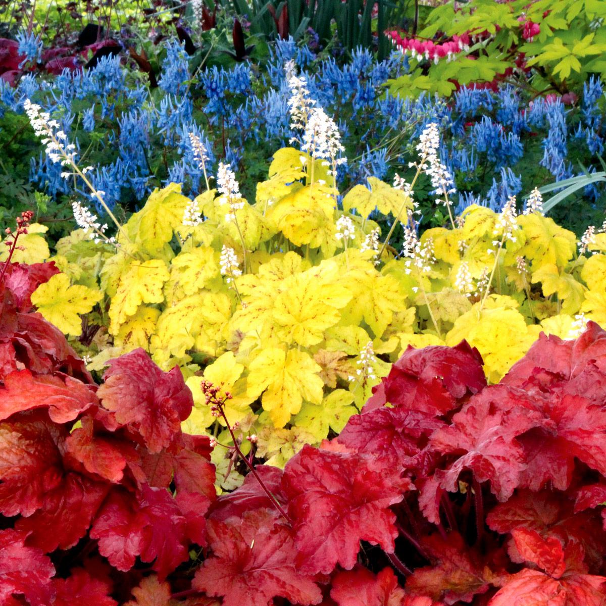 G1896 Heuchera 'fire Alarm' - View 6 from www redcrocus com