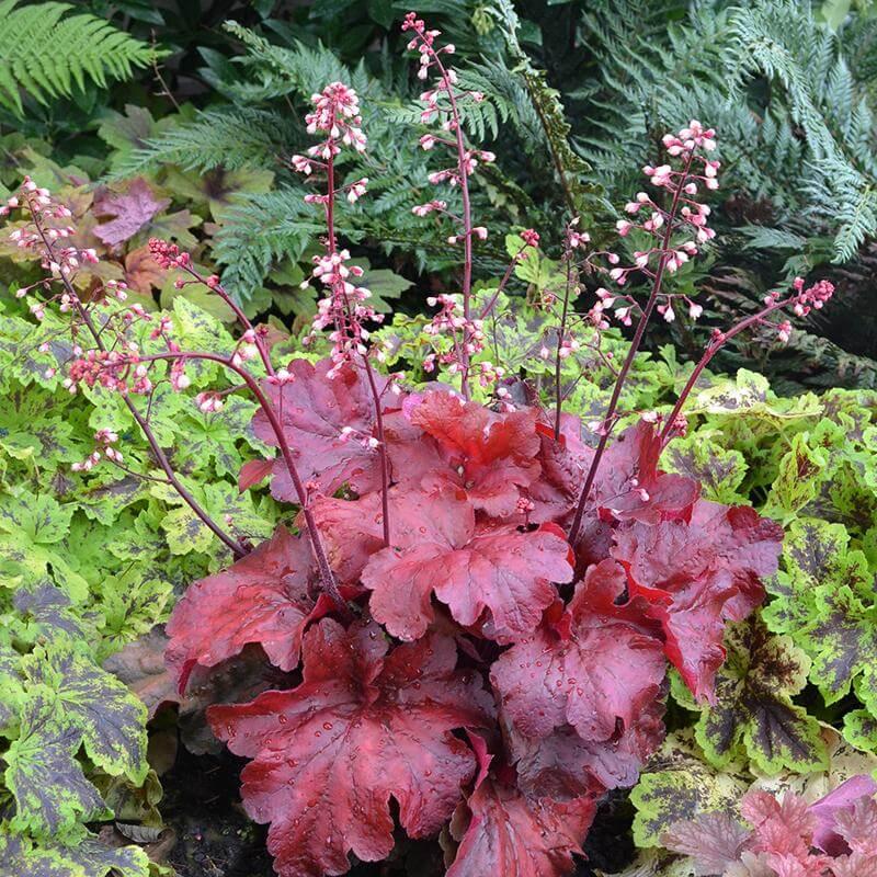 G1896 Heuchera 'fire Alarm' - View 7 from www redcrocus com