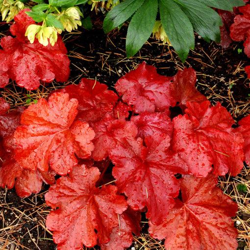 G1896 Heuchera 'fire Alarm' - View 8 from www redcrocus com