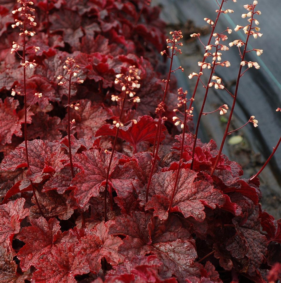 G1904 Heuchera X 'cajun Fire' - View 10 from www redcrocus com