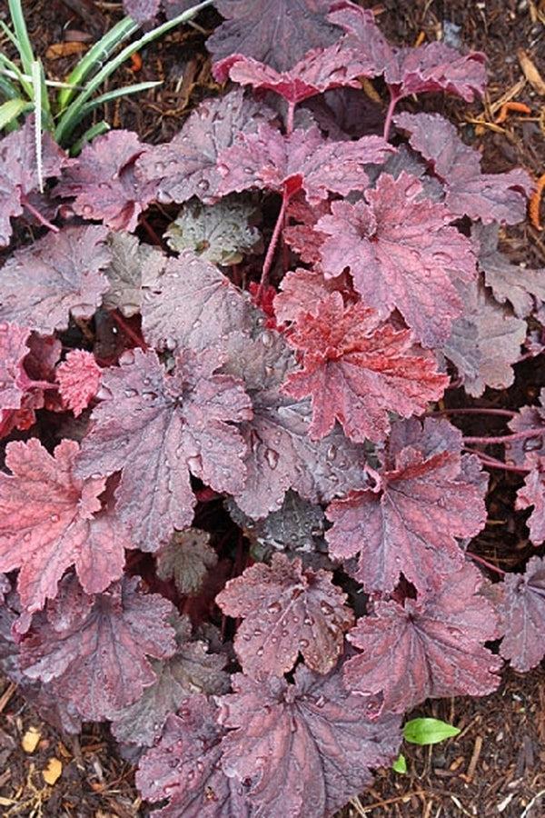 G1904 Heuchera X 'cajun Fire' - View 11 from www redcrocus com