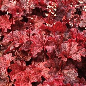 G1904 Heuchera X 'cajun Fire' - View 12 from www redcrocus com
