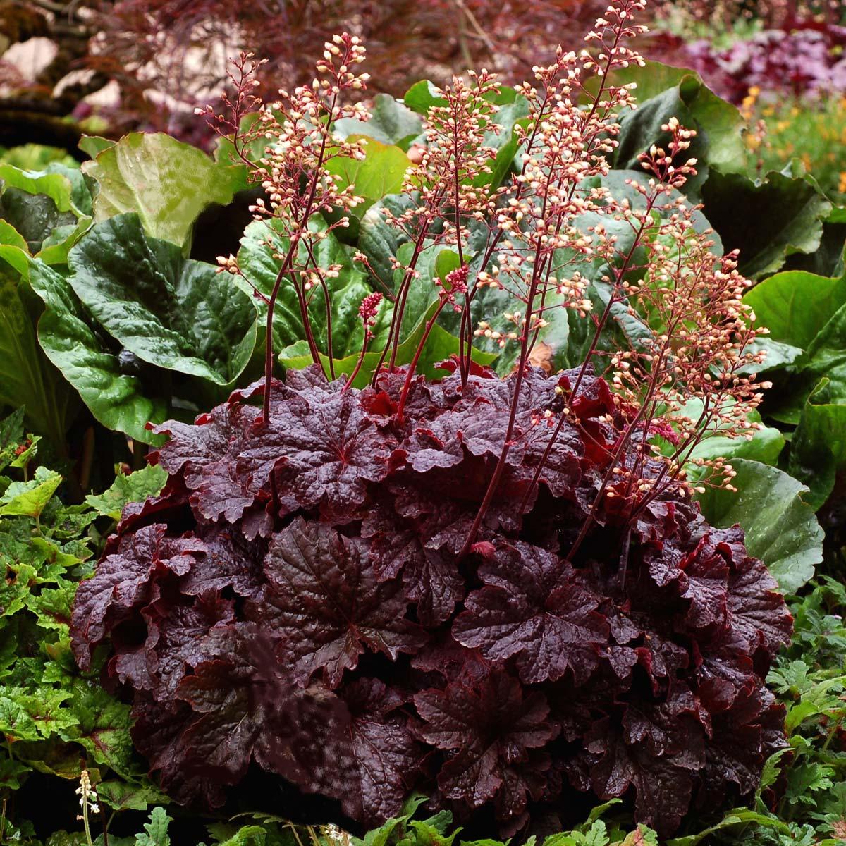 G1904 Heuchera X 'cajun Fire' - View 13 from www redcrocus com