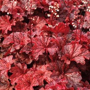 G1904 Heuchera X 'cajun Fire' - View 16 from www redcrocus com