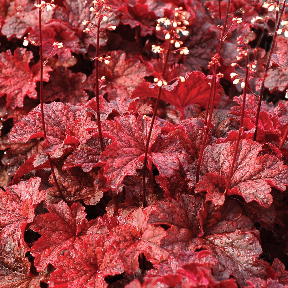 G1904 Heuchera X 'cajun Fire' - View 18 from www redcrocus com