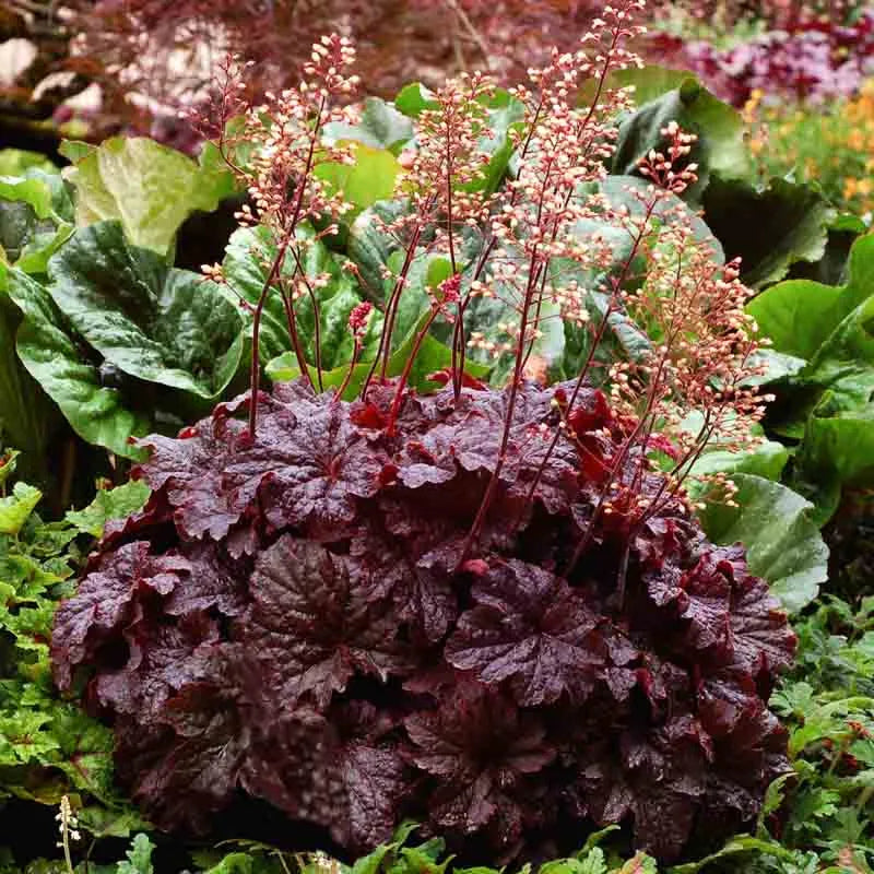 G1904 Heuchera X 'cajun Fire' - View 1 from www redcrocus com