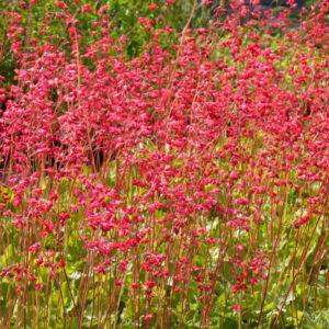 G1904 Heuchera X 'cajun Fire' - View 21 from www redcrocus com