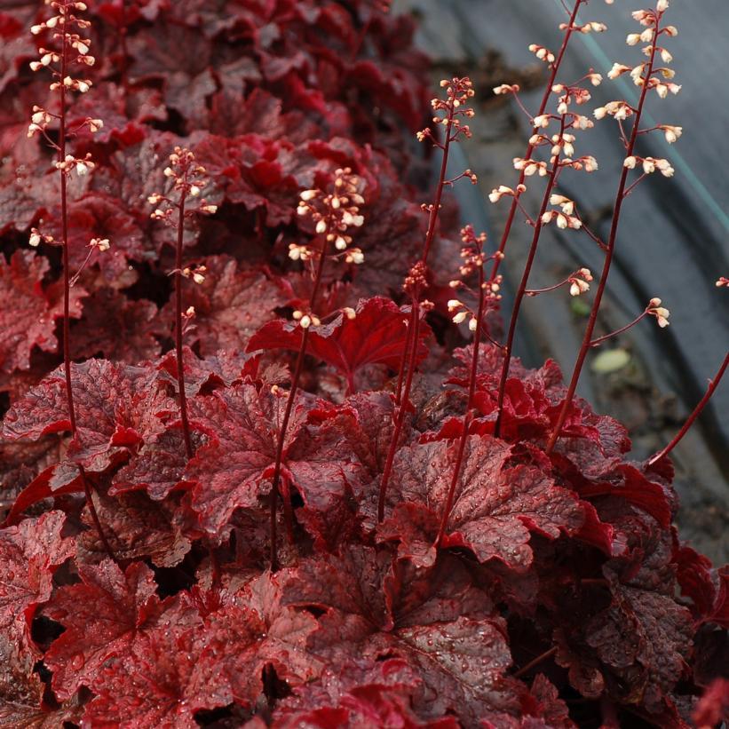 G1904 Heuchera X 'cajun Fire' - View 4 from www redcrocus com