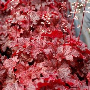 G1904 Heuchera X 'cajun Fire' - View 5 from www redcrocus com