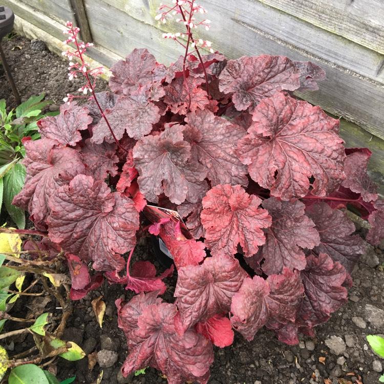 G1904 Heuchera X 'cajun Fire' - View 7 from www redcrocus com