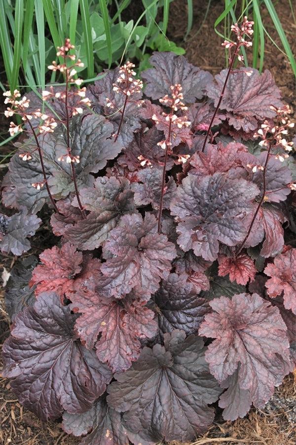 G1904 Heuchera X 'cajun Fire' - View 8 from www redcrocus com