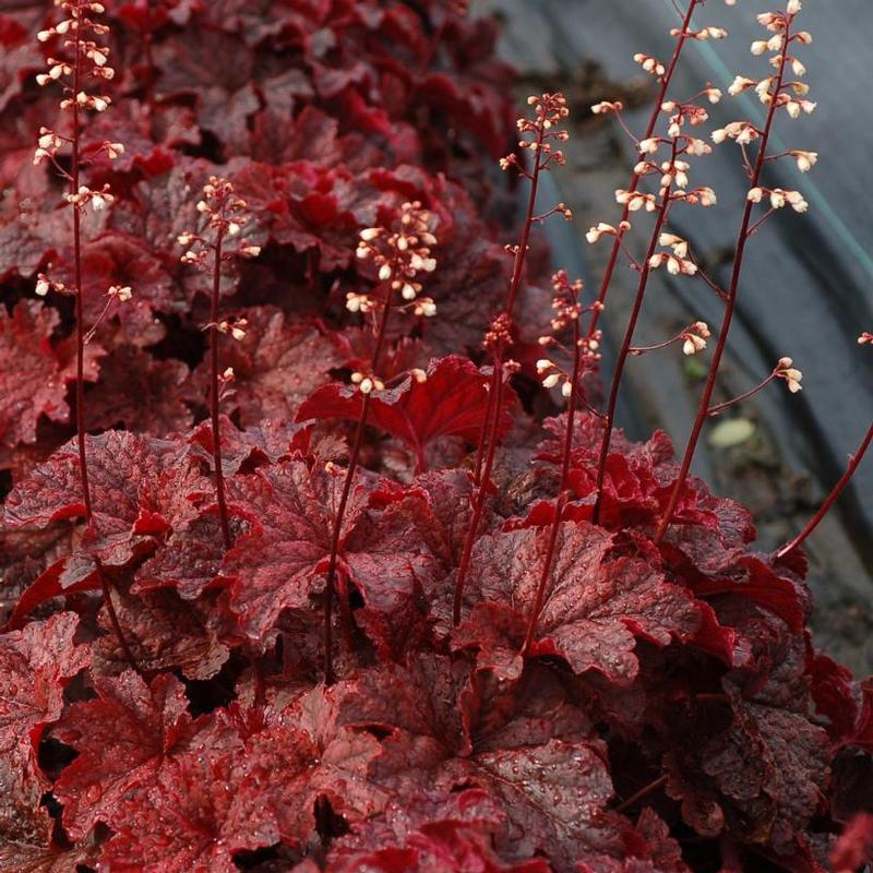 G1904 Heuchera X 'cajun Fire' - View 9 from www redcrocus com