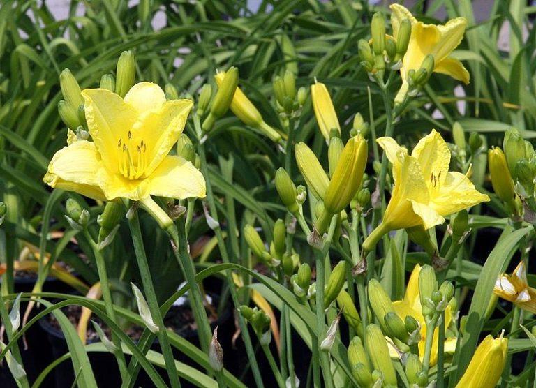 G192 Hemerocallis X Happy Returns 19 Ebaf8e6e 4b4c 4977 Bcc5 01a238ce2336 from www redcrocus com