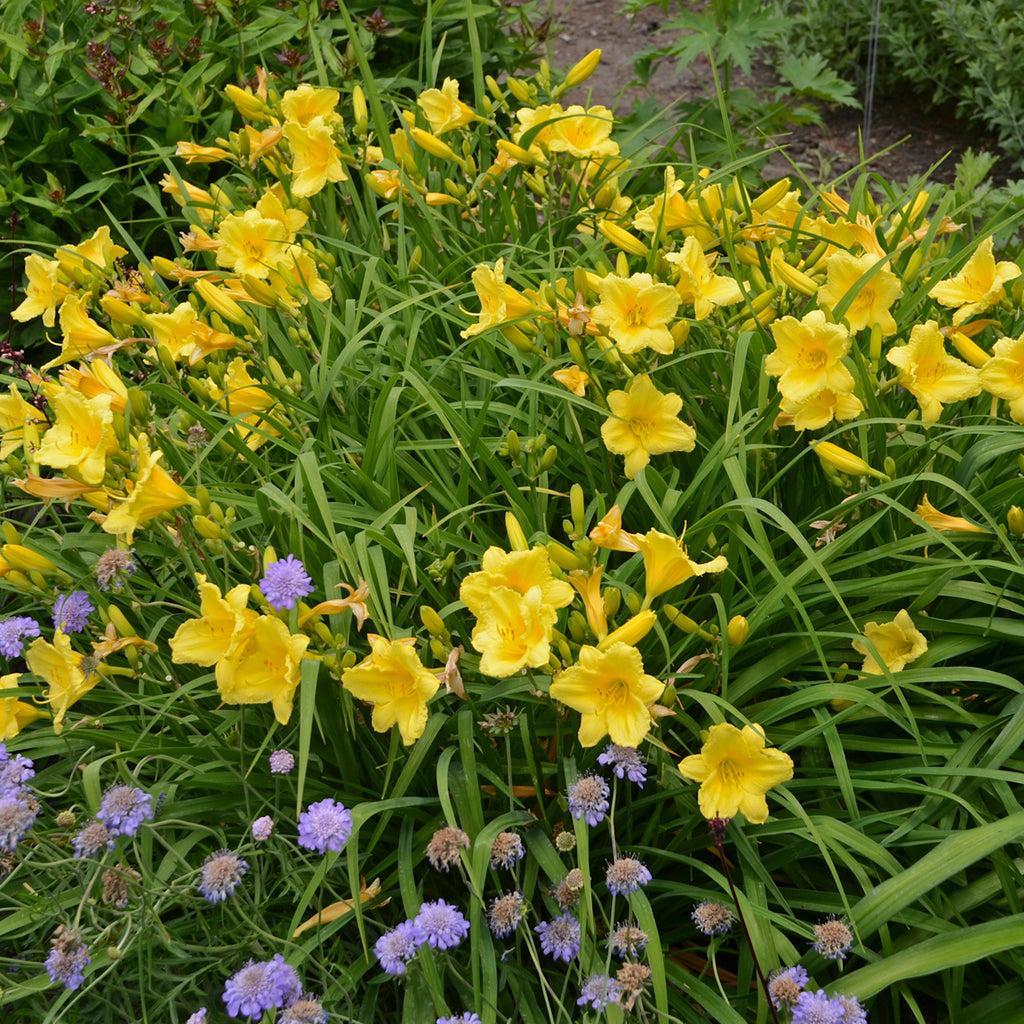 G192 Hemerocallis X Happy Returns 1 46e056e5 428d 402b B25a 6591b6d63493 from www redcrocus com