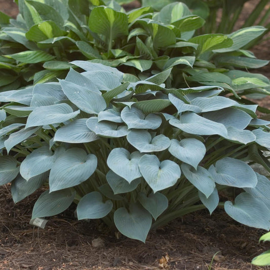 G194 Hosta X Halcyon - View 10 from www redcrocus com