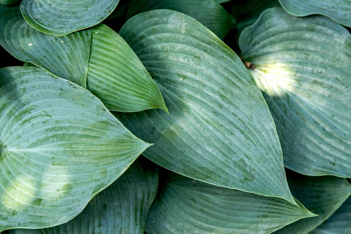 G194 Hosta X Halcyon - View 11 from www redcrocus com