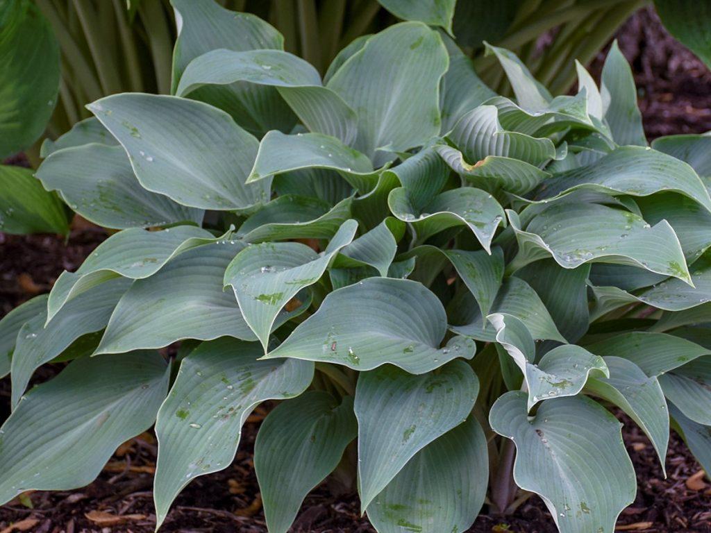 G194 Hosta X Halcyon - View 12 from www redcrocus com
