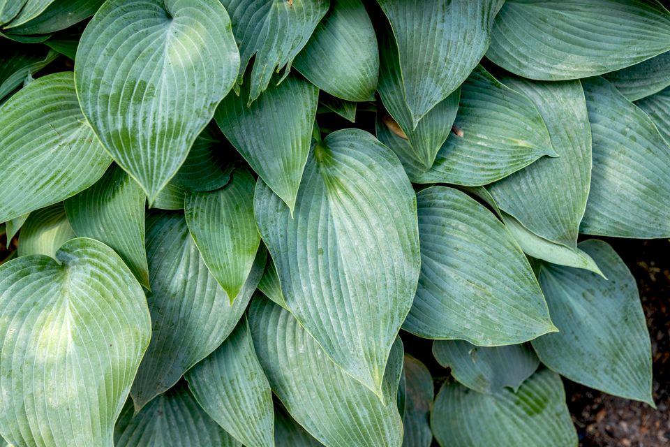 G194 Hosta X Halcyon - View 13 from www redcrocus com