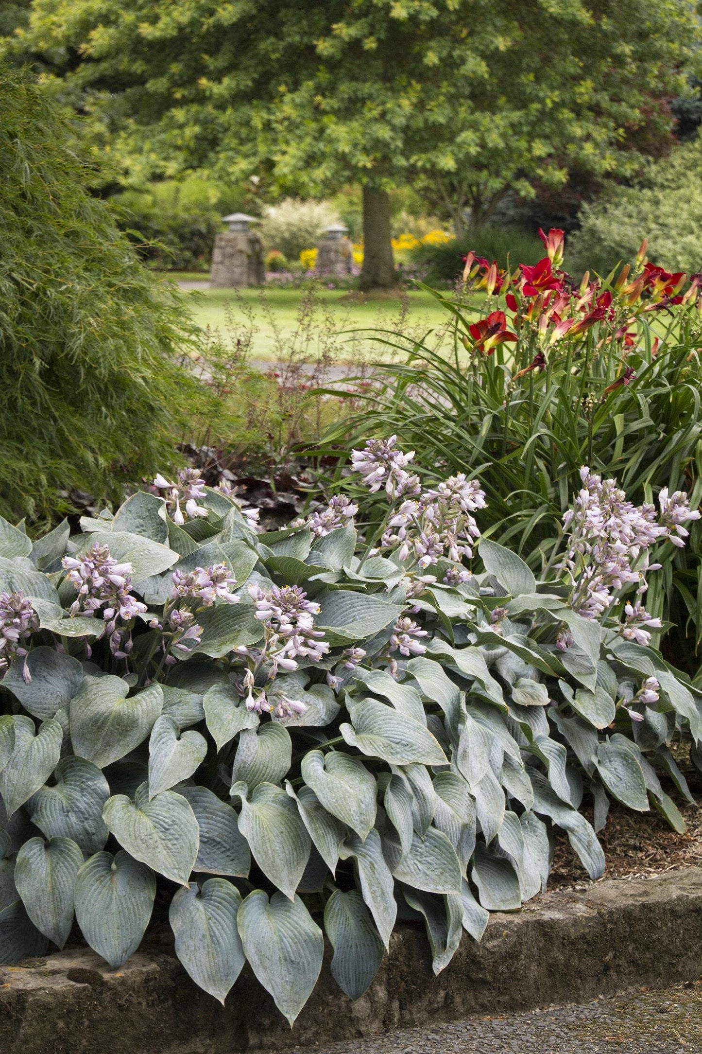 G194 Hosta X Halcyon - View 16 from www redcrocus com