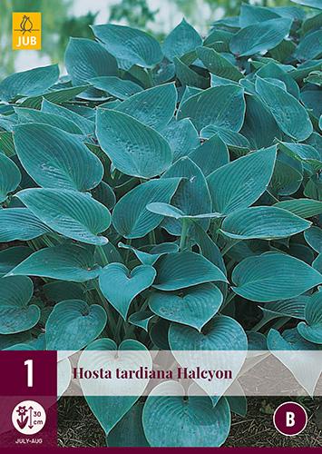 G194 Hosta X Halcyon - View 17 from www redcrocus com