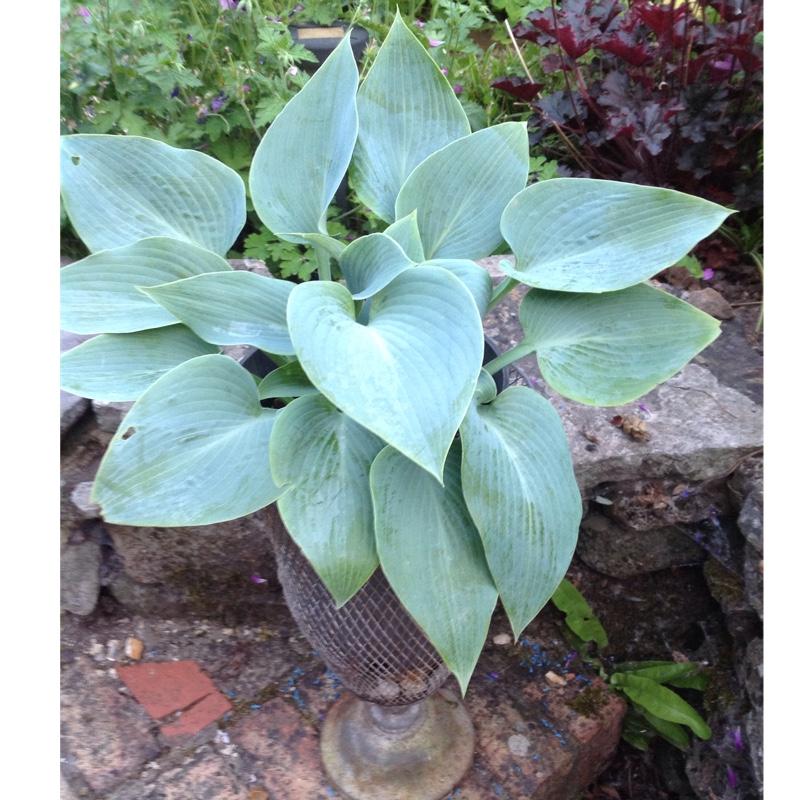 G194 Hosta X Halcyon - View 18 from www redcrocus com